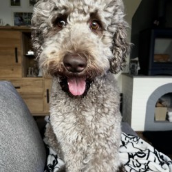 Hundeschule Vogt - Jules