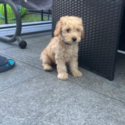 Hundeschule Vogt - Juno