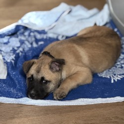 Hundeschule Vogt - NANO