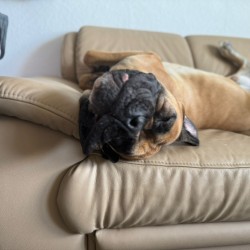 Hundeschule Vogt - Kalle