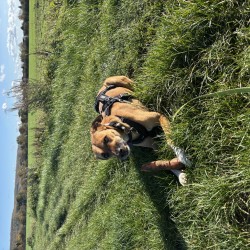 Hundeschule Vogt - Kamila