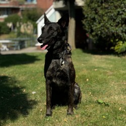 Hundeschule Vogt - Kira