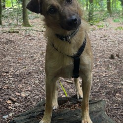 Hundeschule Vogt - Kira