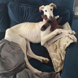Hundeschule Vogt - Klim