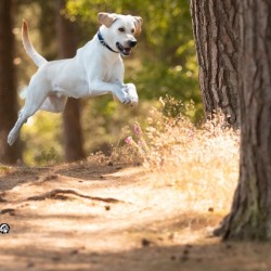 Hundeschule Vogt - Knut