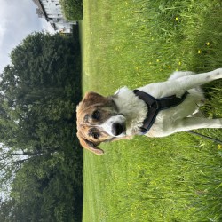 Hundeschule Vogt - Koda