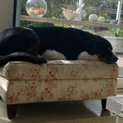 Hundeschule Vogt - Kolja