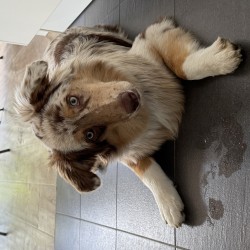 Hundeschule Vogt - Leaf