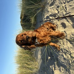 Hundeschule Vogt - Leila