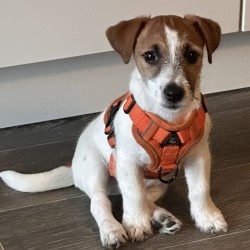 Hundeschule Vogt - Lenny