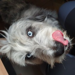 Hundeschule Vogt - Leo