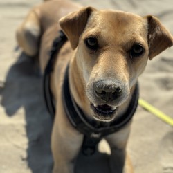 Hundeschule Vogt - Leo