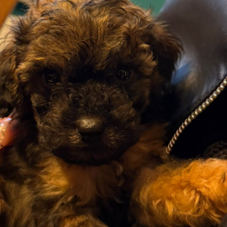 Hundeschule Vogt - Levi