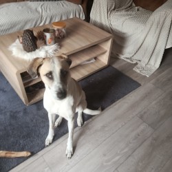 Hundeschule Vogt - Limni