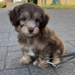 Hundeschule Vogt - Lio
