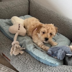 Hundeschule Vogt - Liva