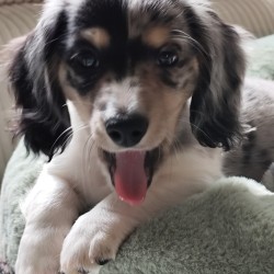 Hundeschule Vogt - Loki