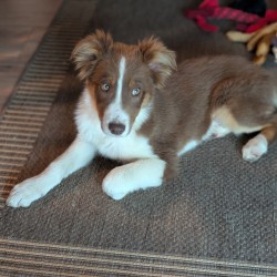 Hundeschule Vogt - Loki
