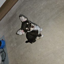 Hundeschule Vogt - Loki