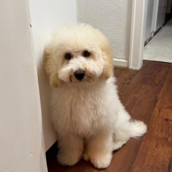 Hundeschule Vogt - Lokie