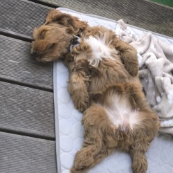 Hundeschule Vogt - Lotti