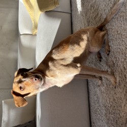 Hundeschule Vogt - Lotti