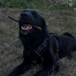 Hundeschule Vogt - Lou