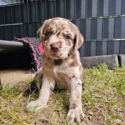 Hundeschule Vogt - Lou