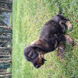 Hundeschule Vogt - Louis