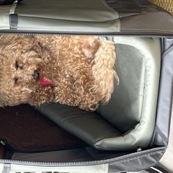 Hundeschule Vogt - Lucky