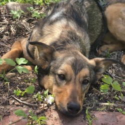 Hundeschule Vogt - Lucy