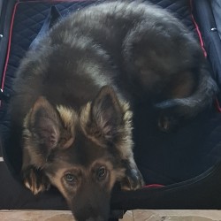 Hundeschule Vogt - Luna