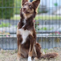 Hundeschule Vogt - Luzie