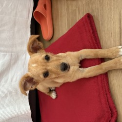 Hundeschule Vogt - Mabia