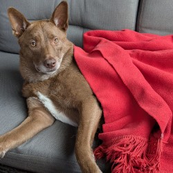 Hundeschule Vogt - Mag