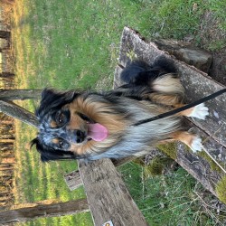 Hundeschule Vogt - Mailo
