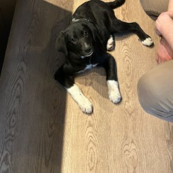 Hundeschule Vogt - Maja