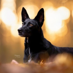 Hundeschule Vogt - Malia