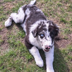 Hundeschule Vogt - Malo