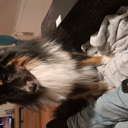 Hundeschule Vogt - Malou