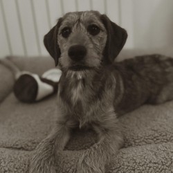 Hundeschule Vogt - Marla