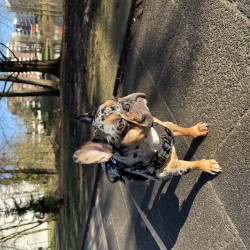 Hundeschule Vogt - Marlo