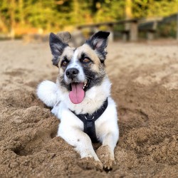 Hundeschule Vogt - Marlo