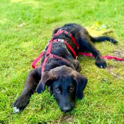 Hundeschule Vogt - Matti