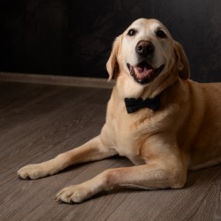 Hundeschule Vogt - Merlin