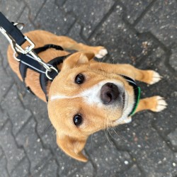 Hundeschule Vogt - Milli