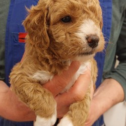 Hundeschule Vogt - Milly