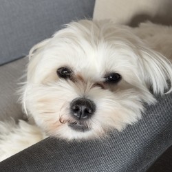 Hundeschule Vogt - Milo