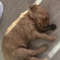 Hundeschule Vogt - Mina