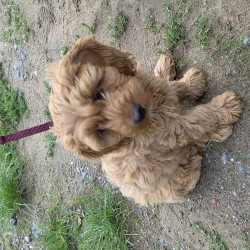 Hundeschule Vogt - Minnie